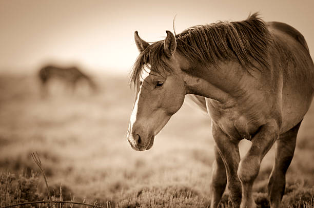 Black and white photo of three horses that are running. Foggy mountains are seen in the background. Shoot in outdoor.