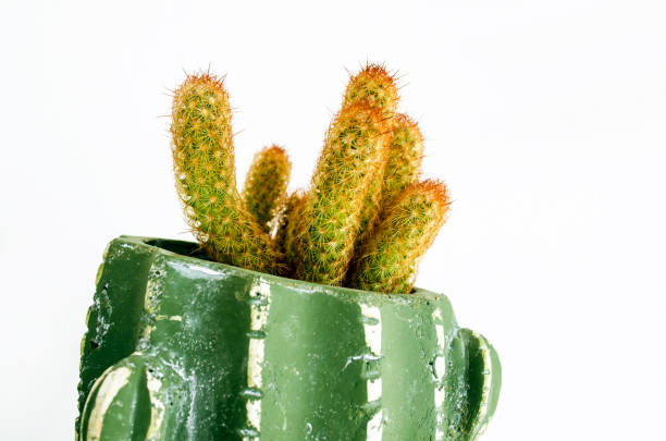 cactus flower stock photo