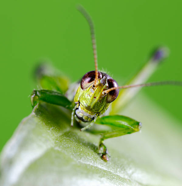 Grasshopper Smiling stock photo