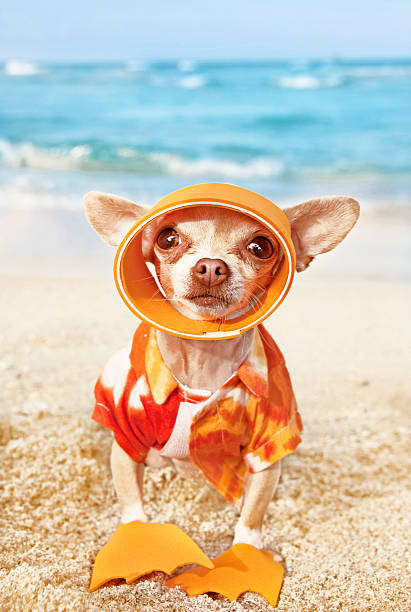 snorkeling - dog chihuahua pampered pets pets foto e immagini stock