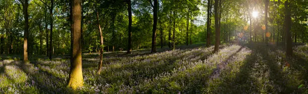 The golden summer dawn daylight flaring through ancient broadleaf woodland casting long shadows and illuminating an enchanted wilderness glade of wildflowers and vibrant foliage. ProPhoto RGB profile for maximum color fidelity and gamut.