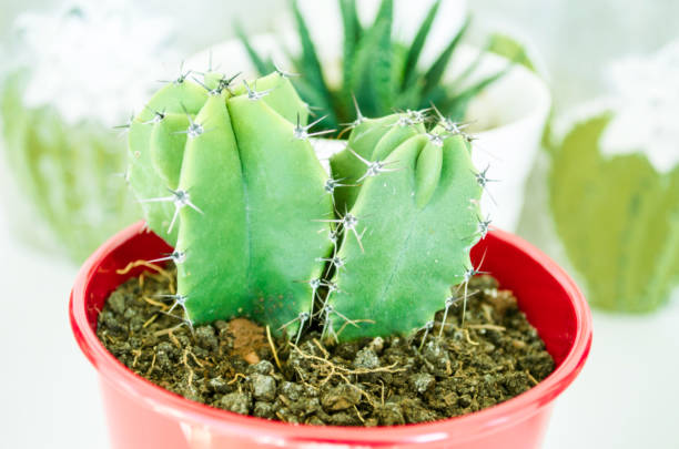 cactus flower stock photo