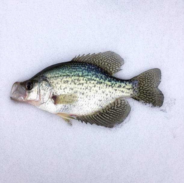 istock Crappie laying on the ice 1083303098