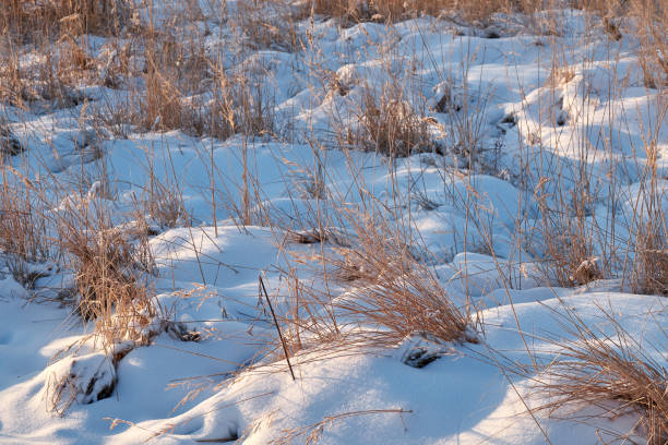 istock Wind foggy snow. Snow on the meadow. 1083305532