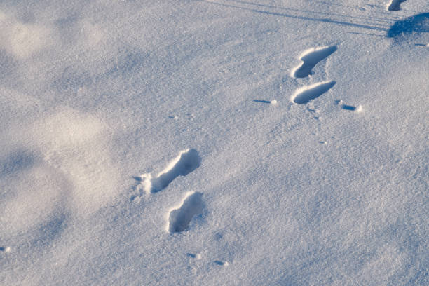 istock People's feet in the snow. 1083306772