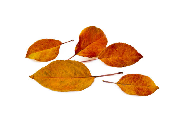 istock Colorful autumn leaves 1083316022