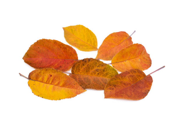 istock Colorful autumn leaves 1083316342
