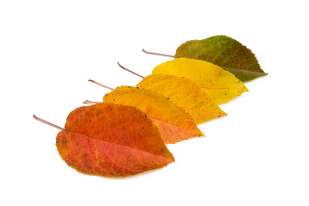 Colorful autumn leaves isolated on white background