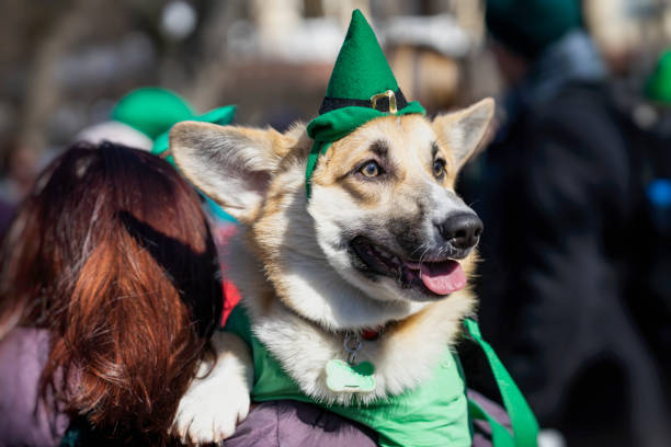 portret van zoete, pretty hond in groen ierse hoed, saint patrick dag vakantie. st.patrick s dag - dierendag stockfoto's en -beelden