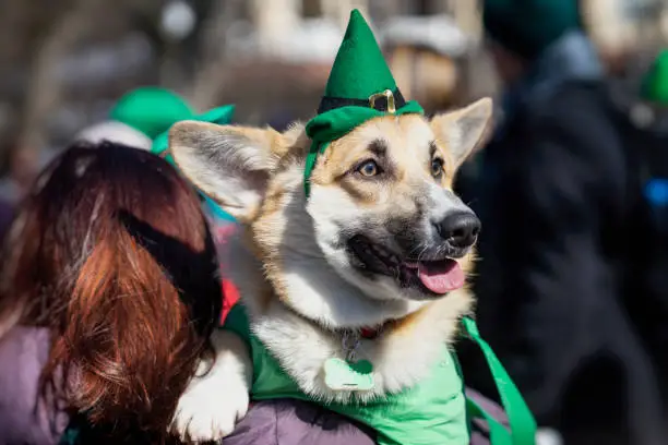 Portrait of sweet, pretty dog close-up in green Irish hat, saint patrick day holiday. St.Patrick s Day