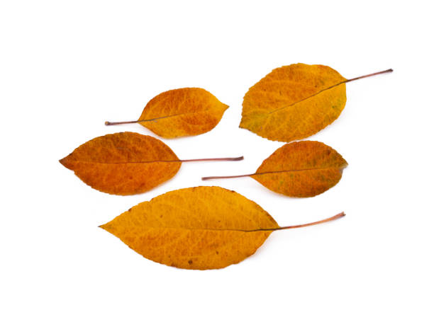 istock Colorful autumn leaves 1083317998