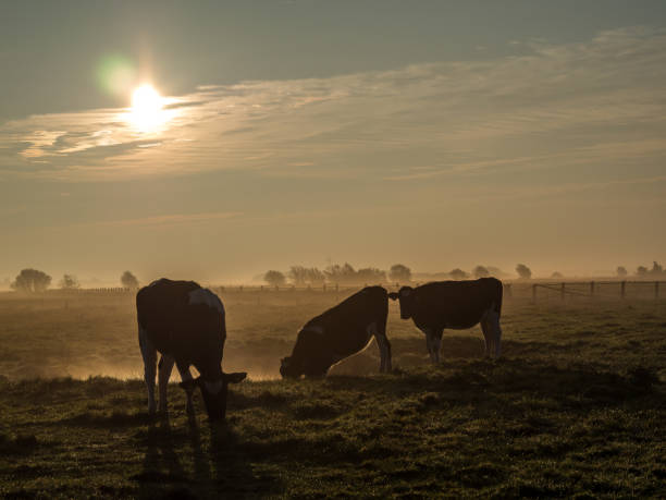 istock Cows in early fog 1083318142