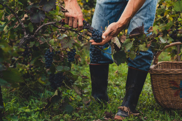 uomo che raccoglie uva nera - winemaking vintner winery people foto e immagini stock