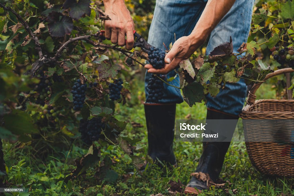 Man harvesting black grapes Man harvesting black grapes in the vineyard Wine Stock Photo