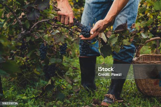 Man Harvesting Black Grapes Stock Photo - Download Image Now - Wine, Vineyard, Grape