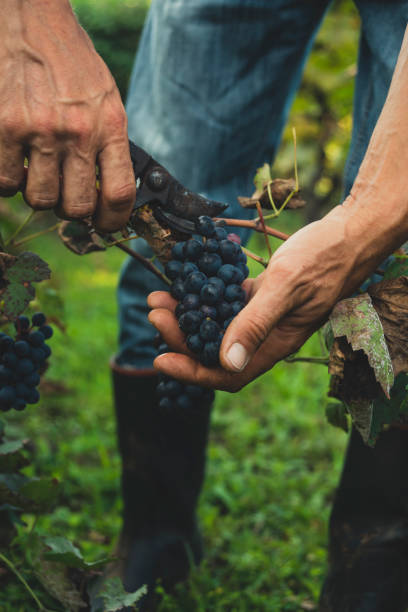 istock Man harvesting black grapes in the vineyard 1083318776