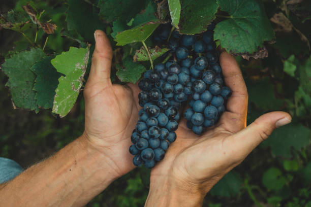 istock Black grapes in male hands 1083319066