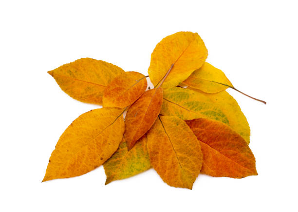 istock Colorful autumn leaves 1083319326