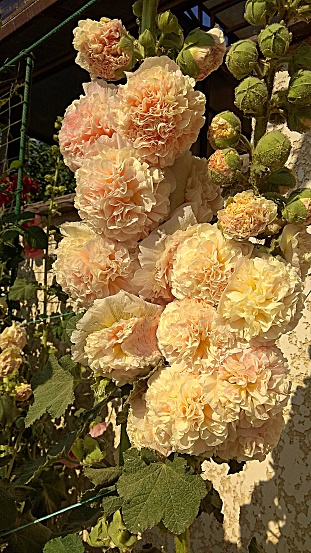 Hollyhock variety blooming a double puffy pastel flower.
Double, gigantic rounded blooms of soft peachy-yellow, blushed with pink on a tall festoon, sturdy stalk.