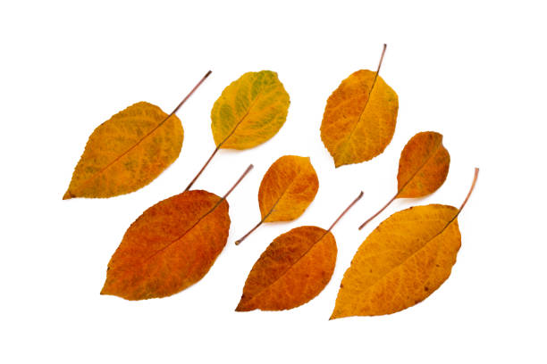 istock Colorful autumn leaves 1083319336