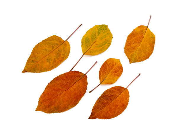 istock Colorful autumn leaves 1083319430