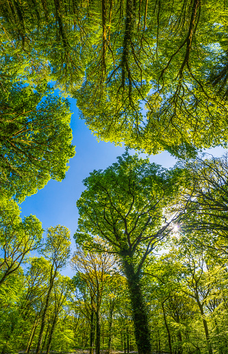 Clear blue sky above the soaring canopy and vibrant green foliage of a summer forest panorama background.