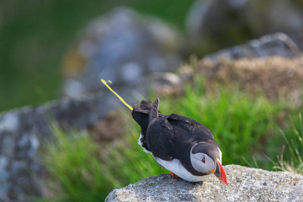 istock Puffin as shitting out from the cliff edge 1083322900
