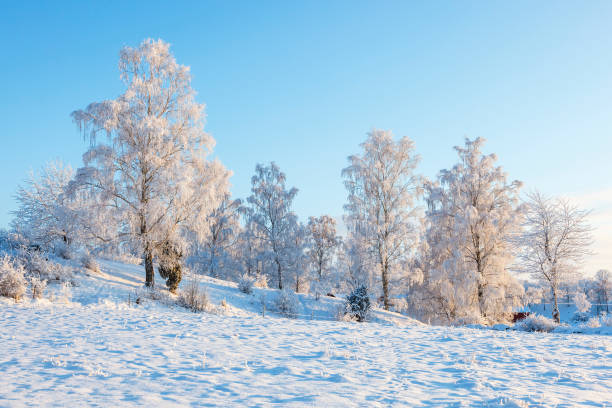 birkenhain in einer verschneiten winterlandschaft - 18806 stock-fotos und bilder