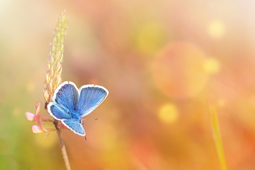 Wild flowers and blue butterfly in a meadow in nature in the rays of sunlight in summer. Close-up. A picturesque colorful artistic image with a soft focus.