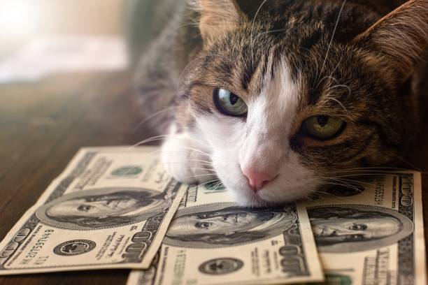 istock Adorable cat is lying on dollar bills 1083323654