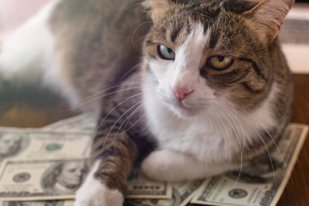 istock Adorable cat is lying on dollar bills 1083323672