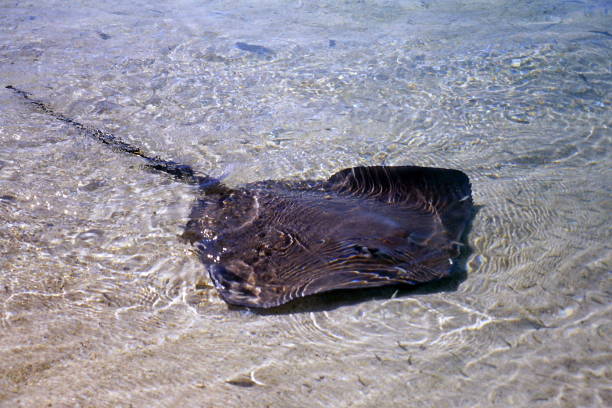 40+ Stingray Fish In Shallow Water Stock Photos, Pictures & Royalty ... Biology Diagrams