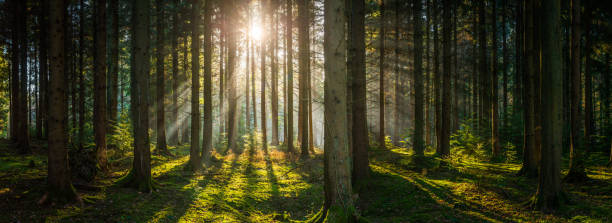 золотые лучи солнечного света течет глубоко в зеленый лес лесной панорамы - glade forest panoramic tree стоковые фото и изображения