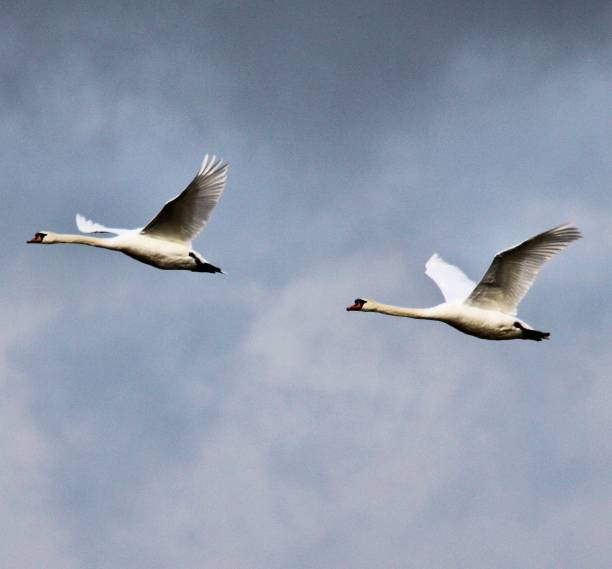 istock A view of a Mute Swan in flight 1083327764