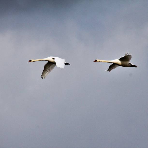 istock A view of a Mute Swan in flight 1083327790