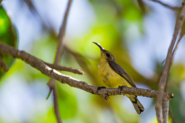 istock olive backed sunbird on a branch 1083327968