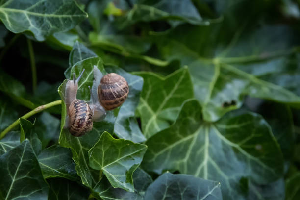 istock Snails on tne wet ivy 1083329730