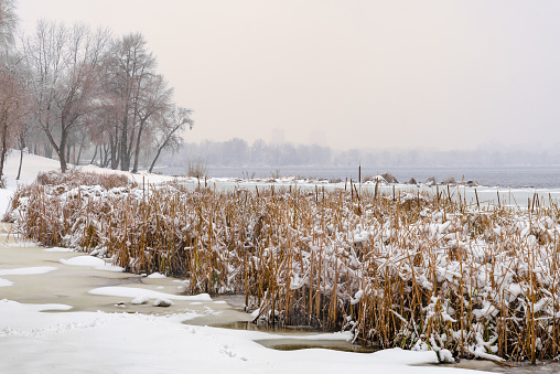 Bulrush close to  the Dnieper river during a cold and snowy winter day. The sky is covered by clouds and snow flakes fall softly on the trees and on the ground