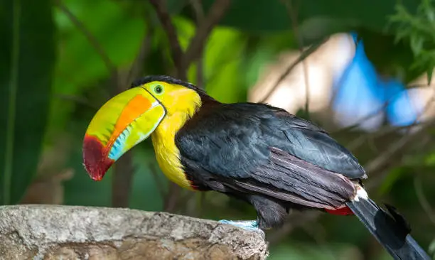 Photo of Beautiful keel billed or rainbow billed toucan.