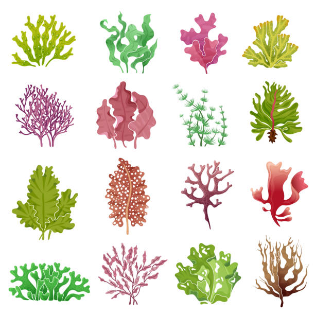 algen setzen. meerespflanzen, meeresalgen und seetang aquarium. unterwasser algen vektor isoliert sammlung - seaweed stock-grafiken, -clipart, -cartoons und -symbole