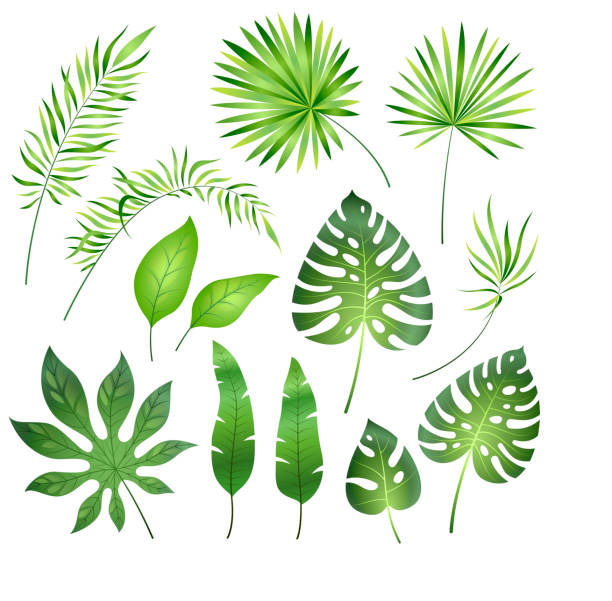 illustrations, cliparts, dessins animés et icônes de feuilles de palmier tropical. jungle exotique feuille palmier fougère royale plumeria. la valeur de vacances paradis tropical beach, botanique - palm leaf frond leaf backgrounds