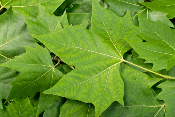 istock Green Lush Natural Background of Tree Leaves 1083334828