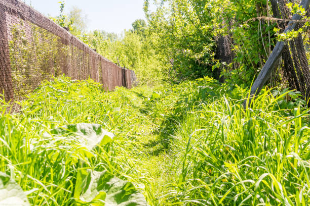 istock Rural Trail Overgrown with Grass 1083334910