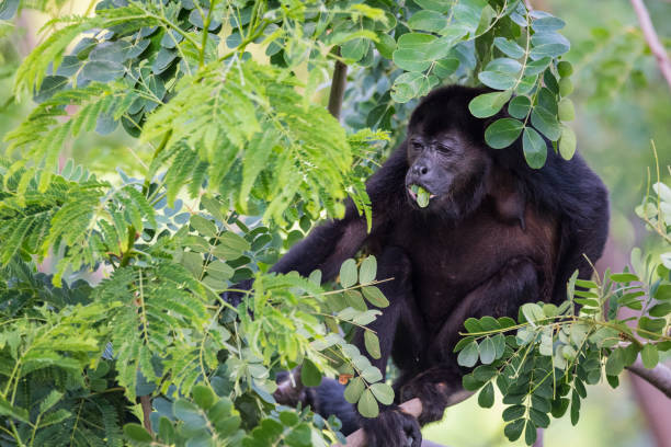 istock Large black Howler monkey in his rainforest habitat. 1083336536