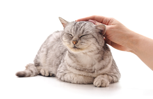 Hand caress the cat isolated on a white background.