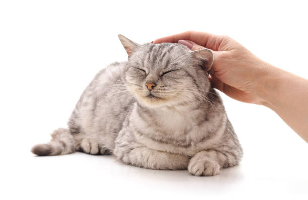 Hand caress the cat. Hand caress the cat isolated on a white background. purring stock pictures, royalty-free photos & images