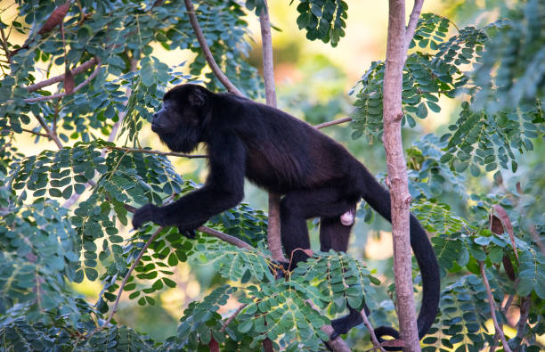 istock Large black Howler monkey in his rainforest habitat. 1083337874