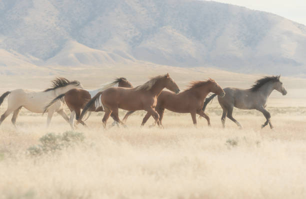 istock Wild Horses Running in the Desert 1083340120