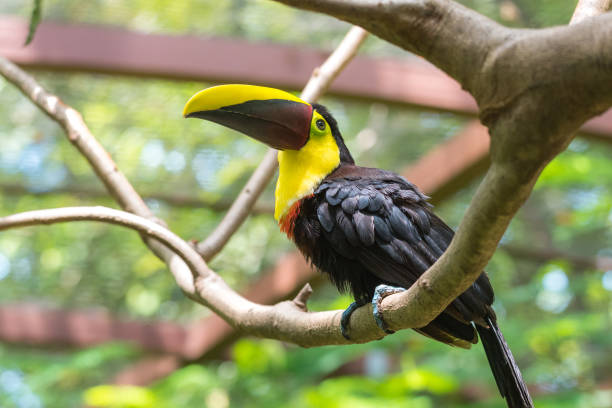 istock Lovely chestnut-mandibled or Swainson’s toucan. 1083342480