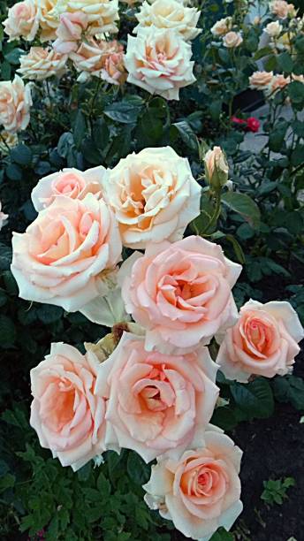 large, beautiful cluster of light coral roses on a bush. - hybrid tea rose imagens e fotografias de stock